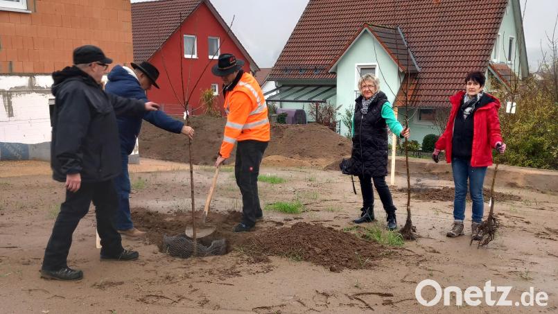 Im Baugebiet Hirtenleite III wurden die drei Obstbäume eingepflanzt. Bild: Ehemann/exb