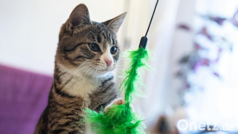 Eine Katze – hier ein Symbolbild – wurde in Büchelkühn ausgesetzt. Symbolbild: Franziska Gabbert