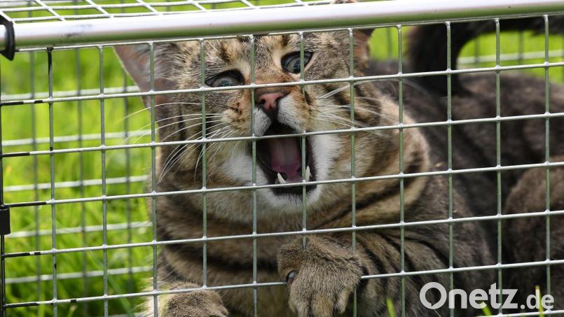 Eine Katze sitzt in einer Lebendfalle. Damit die Streuner sich nicht unkontrolliert vermehren können, hat die Stadt Nabburg im Oktober eine Kastrationsaktion gestartet. Symbolbild: Carsten Rehder/dpa