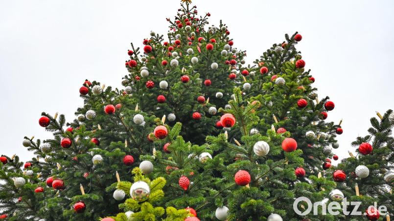 Der frühe Weihnachtsbaum liegt im Trend. Bild: Patrick Pleul/dpa