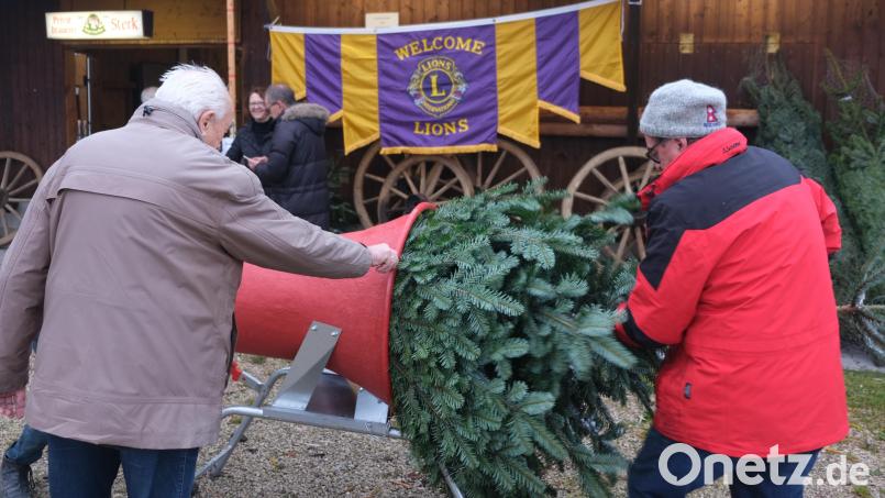 Die Verpacker mussten beim Christbaummarkt des Lions-Clubs Amberg-Sulzbach ordentlich zulangen, da der Andrang schon in den ersten zwei Stunden wieder sehr groß war. Bild: usc