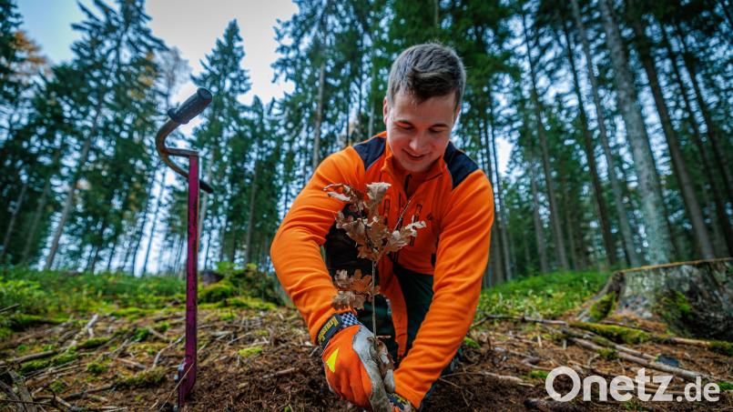 Alexander Schirbel, Forstwirt-Azubi bei den Bayerischen Staatsforsten, pflanzt Eichen am Fuß des Ochsenkopfs und macht damit den zukünftigen Wald unempfindlicher gegen den Klimawandel. Bild: Martin Hertel/exb