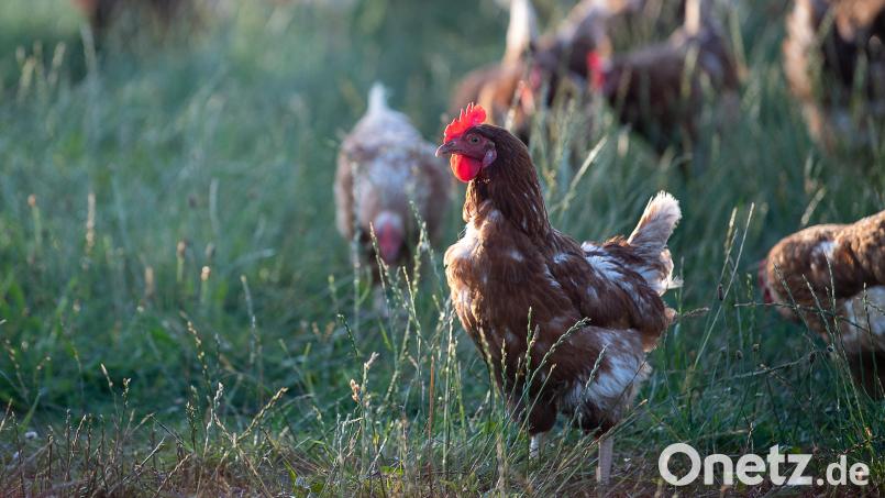 Die Vogelgrippe nimmt wieder Fahrt auf. Über 1200 Tiere erkrankten 2022 bereits in Deutschland. Symbolbild: Sebastian Gollnow/dpa