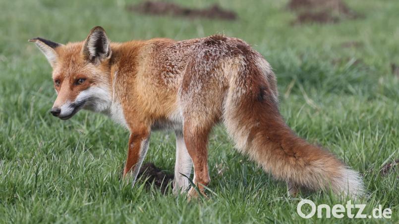 Füchse streifen nicht selten durch das Oberviechtacher Stadtgebiet. Ein verletztes Tier musste von einem Polizisten erschossen werden. Symbolbild: Bodo Schackow/dpa