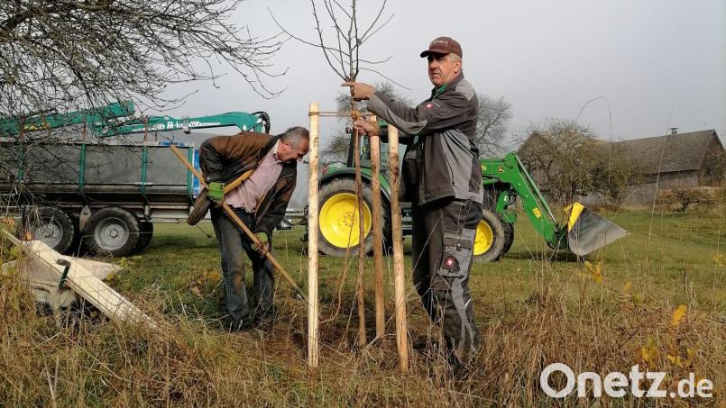 Im Ortsteil Kößing werden Obstbäume durch den Obst- und Gartenbauverein Pfreimdtal gepflanzt. Zu Schaufel und Pickel greifen Vorsitzender Josef Scherer (rechts) und Beiratsmitglied Ludwig Hammer (links). Bild: dob