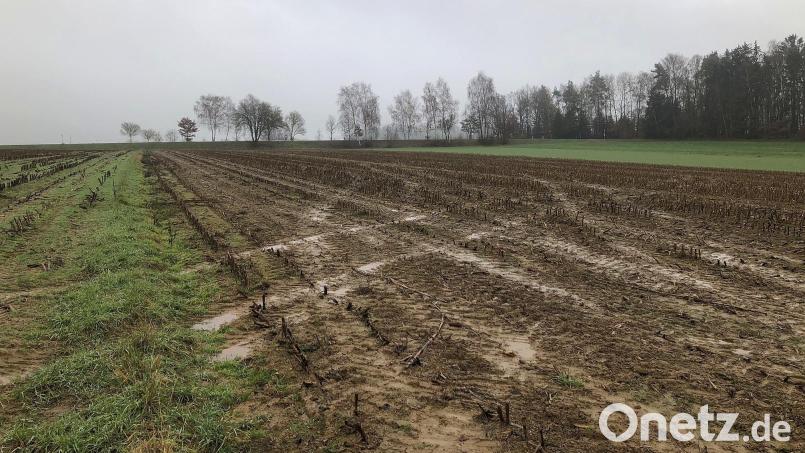 In einigen Monaten soll hier das Projekt Solarpark Fuchsmühl II umgesetzt werden, das bereits im Frühjahr dieses Jahres vorgestellt wurde. Der Marktgemeinderat stimmte nun Änderungen in der Bauleitplanung zu. Bild: wro