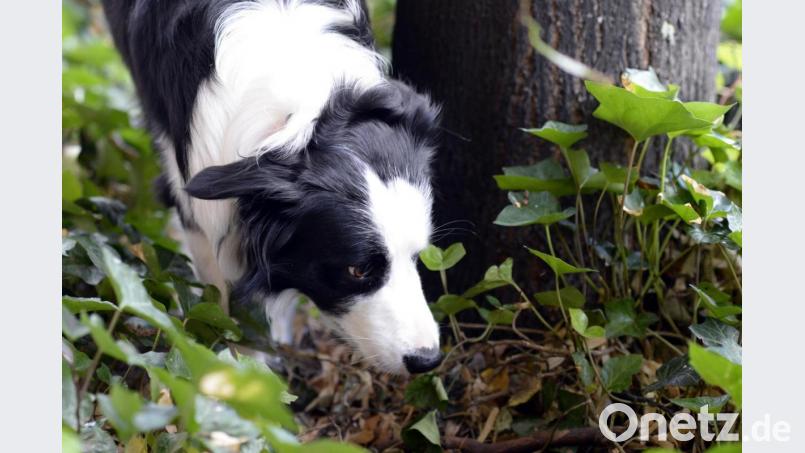 Ein Border Collie schnüffelt sich bei einem Spaziergang durch sein Revier. Vergiftete Köder jagen Hundefreunden immer wieder Angst ein. Symbolbild: Maurizio Gambarini/dpa