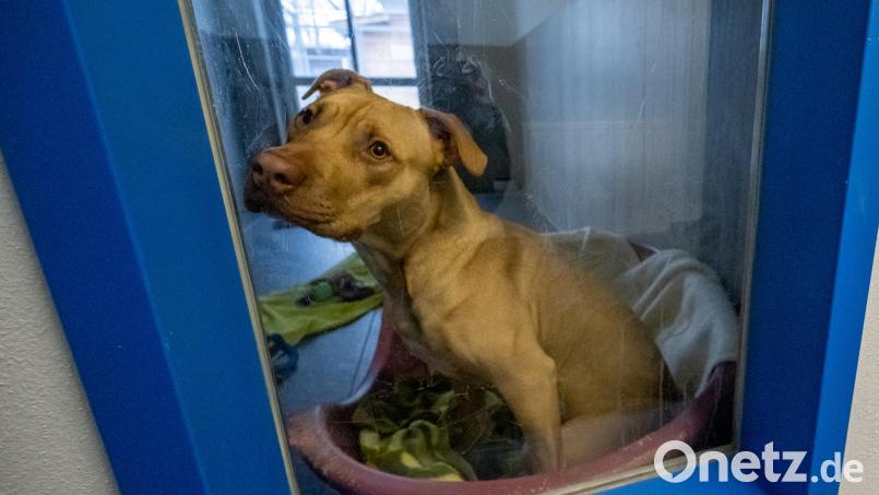 Immer wider landen American Staffordshire in Tierheimen. Symbolbild: Armin Weigel