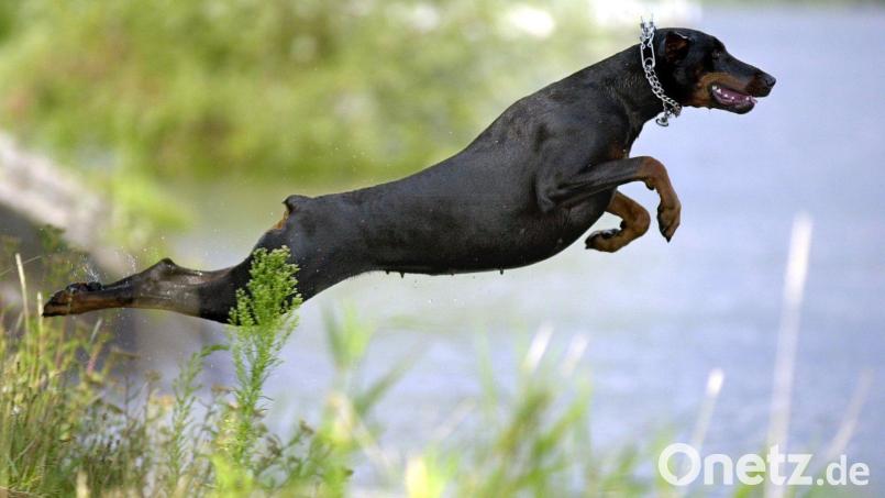 Dobermänner sind große, muskulöse Hunde, die für ihr mutiges Wesen bekannt sind. Sie kommen oft als Wach- oder als Diensthunde bei Polizei und Bundeswehr zum Einsatz. Ein solcher Hund geriet in Vilseck außer Kontrolle und brachte einen Radfahrer zu Fall. Symbolbild: Oliver Stratmann/dpa