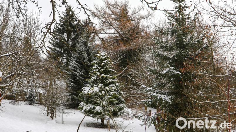 Im Gebiet der Badgassgärten sollen sieben Flurstücke mit einer Gesamtfläche von 4007 Quadratmetern in Bauland umgewandelt werden. Hier soll auch ein Wendehammer entstehen. Der Bereich ist mit viel Grün ziemlich verwachsen. Bild: njn