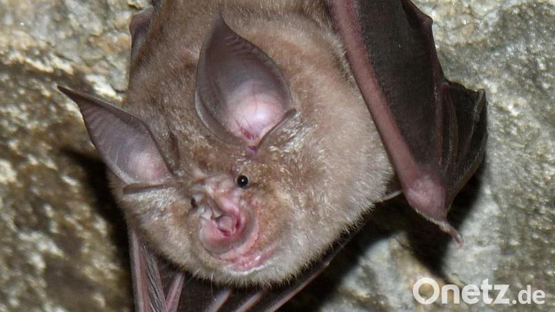 Die Große Hufeisennase, eine einst vom Aussterben bedrohte Fledermausart, ist in Hohenburg beheimatet. Nun gibt es einen Podcast über die Tiere. Bild: Rudolf Leitl/exb