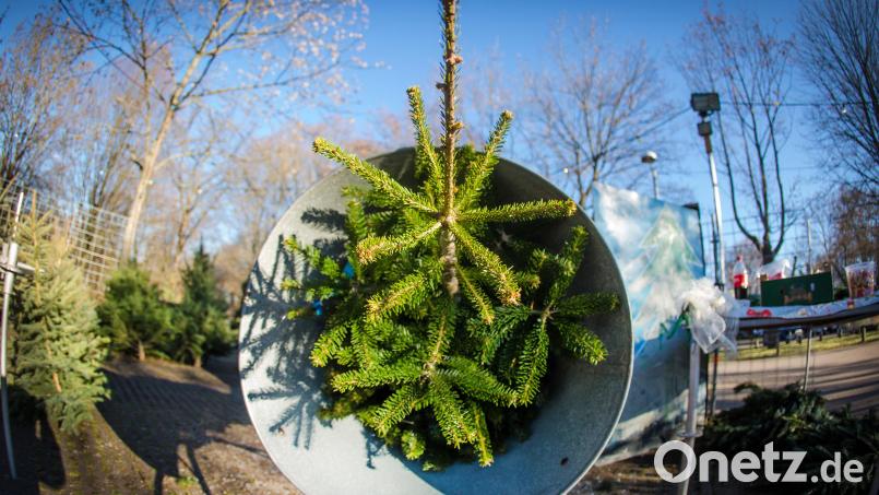 Dieser Christbaum hat das Weihnachtsfest noch vor sich. Hoffen wir, dass er nicht schon vor dem 24. Dezember zu nadeln anfängt. Symbolbild: Christoph Schmidt/dpa