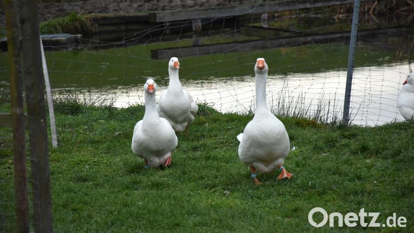 Wie vielen Gänsen die stark gestiegenen Preise wohl vorerst das Leben rettet? Der Durchschnittskilopreis in Deutschland liegt bei 19 bis 20 Euro. Bild: ubb