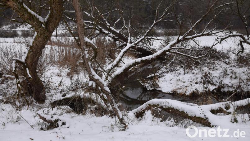 Der Schnee ist schon wieder &quot;von gestern&quot;, aber dieses schöne Stück Natur findnr aufmerksame Wanderer gleich hinter Malsbach. Vielleicht auch bald die Radler, wenn der Radweg von Ursensollen bis nach Allersburg ausgebaut wird. Bild: bö