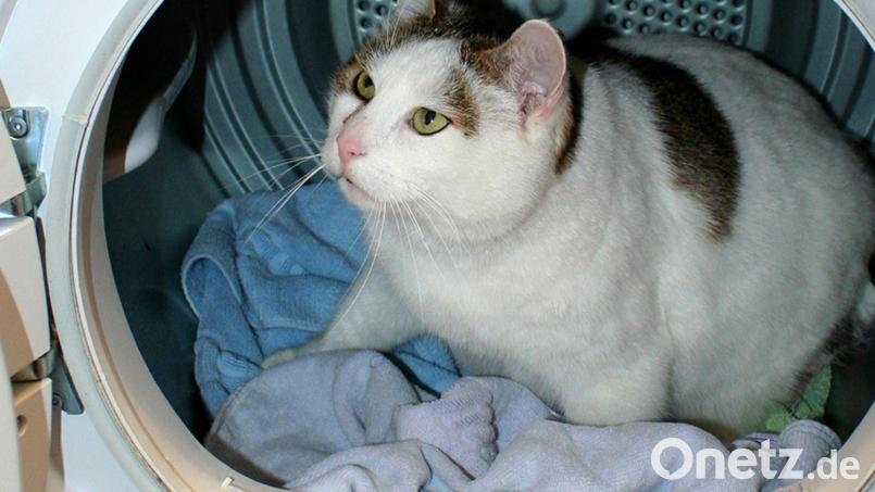 Ein Mann aus Bad Grießbach sperrte versehentlich seine Katze in die Waschmaschine ein. Symbolbild: Ursula Bauer /dpa