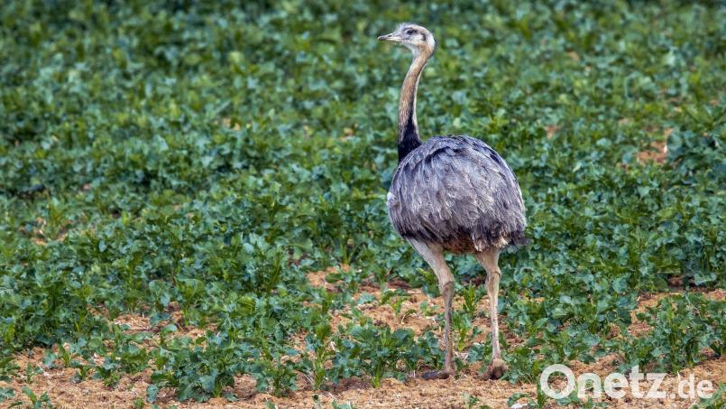 Ein Nandu kann bis zu 60 km/h schnell laufen. Symbolbild: Jens Büttner/dpa