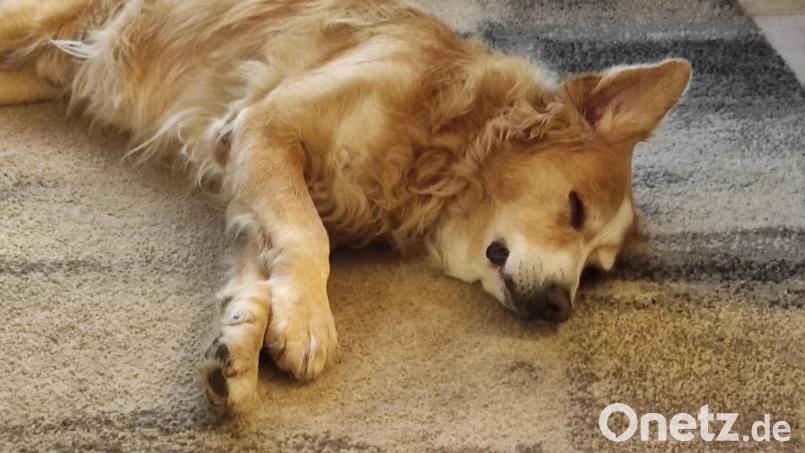 Sammy hat&#039;s halt am liebsten gemütlich. Aber selbst im Schlaf spitzt er manchmal die Ohren. Eher nicht so gut zu Silvester. Bild: rg