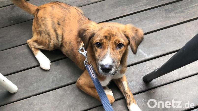 Der Hund „Sammy“ (undatierte Aufnahme). Der sechs Monate alte, ausländische Straßenhund hält die Polizei am Flughafen München auf Trab. Bild: -/Polizeiinspektion Flughafen München /dpa