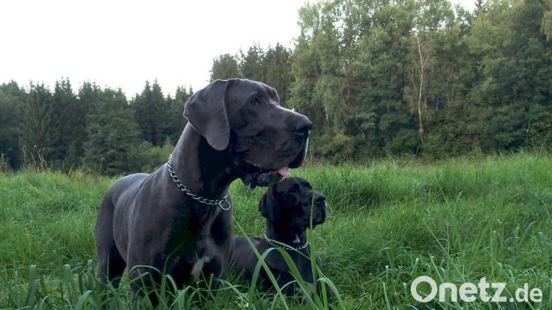 Vier deutsche Doggen hatten die Gressers bis Dezember, und alle bekamen blutigen Durchfall und Erbrechen. Ein Hund starb nach der mutmaßlichen Vergiftung. Bild: Martin Gresser/exb