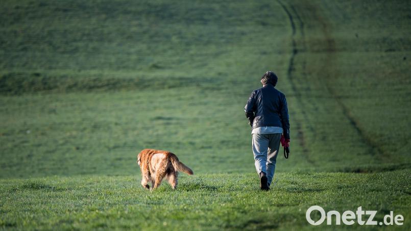 In Sulzbach-Rosenberg sprang ein Hund ein Kind an. Mit Armbruch musste es daraufhin ins Krankenhaus. Symbolbild: Sebastian Gollnow/dpa