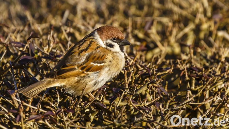 Der Feldsperling war bei der &quot;Stunde der Wintervögel&quot; der am häufigsten gemeldete Vogel. Bild: Hösamer