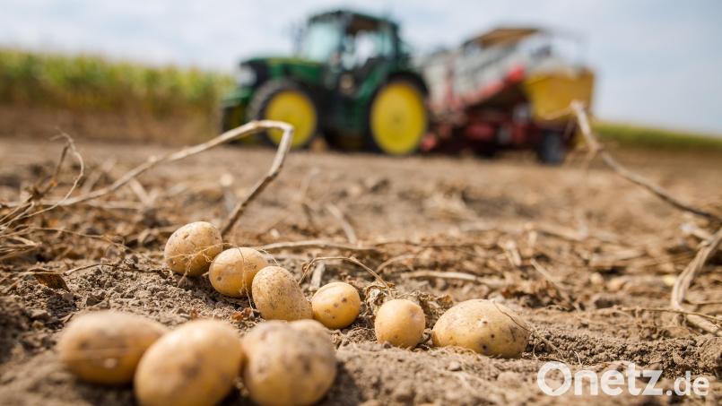 Auch im Landkreis Schwandorf zeichnet sich eine Dürreproblematik für den Kartoffelanbau ab. Symbolbild: Christoph Schmidt/dpa