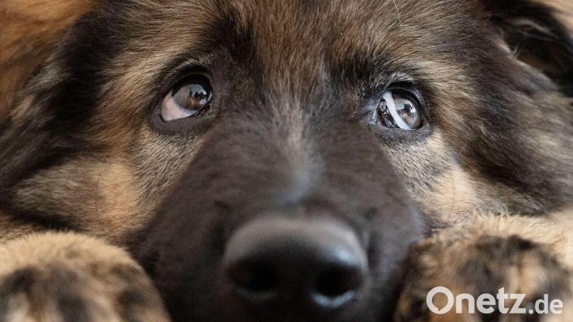 Ein Schäferhund-Welpe schaut treuherzig: Die Begeisterung für den in der Pandemie angeschafften Hund lässt jetzt bei vielen Menschen nach – im Amberger Tierheim macht sich das deutlich bemerkbar. Symbolbild: Marijan Murat/dpa