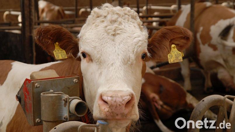 So gut wie dieser Kuh ging es 23 Artgenossen auf einem Amberg-Sulzbacher Bauernhof nicht – ihr Besitzer ließ sie verhungern. Archivbild: Petra Hartl