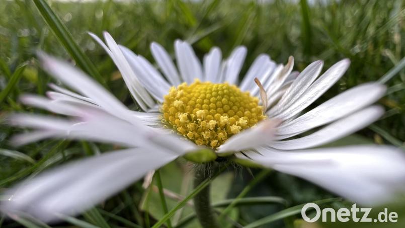 Kein Archivbild aus dem vergangenen Sommer, sondern ein Foto, das am 1. Januar in Ebermannsdorf gemacht wurde: Dort blühten an Neujahr die Gänseblümchen im Rasen. Bild: Heike Unger