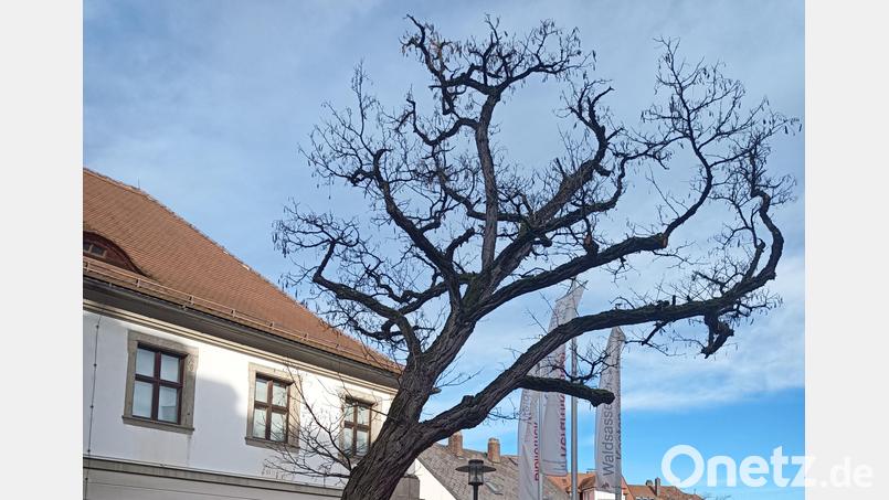 Die schiefe Robinie am Keramikmuseum muss wegen eines Pilzbefalls gefällt werden. Bild: Stefan Dürgner/exb