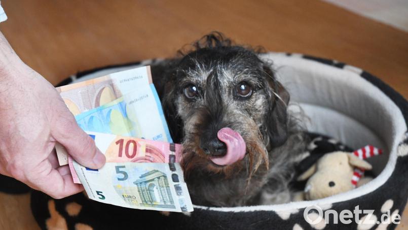 Die Hundesteuer in Tännesberg steigt. Archivbild: Gabi Schönberger