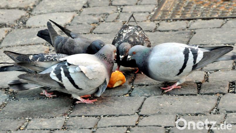 Tauben, die im Stadtgebiet Weiden unterwegs sind, sollten nicht gefüttert werden, sagt das Veterinäramt. Ein Verbot gibt es aber nicht. Archivbild: Karin Wilck