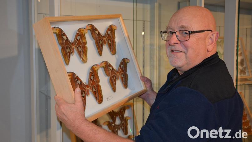 Manfred Ströhle beim Aufbau seiner Mitterteicher Ausstellung mit dem Titel „Was kreucht und fleucht“. In diesem Kasten sind Atlasfalter zu sehen, die zu den größten Schmetterlingen der Welt zählen. Bild: jr
