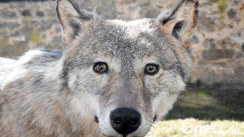 Der Naturpark Nördlicher Oberpfälzer Wald zeigt im Landratsamt Neustadt diese präparierte Wölfin. Sie kam im Alter von acht bis neun Monaten bei einem Verkehrsunfall ums Leben. Bild: Gabi Schönberger