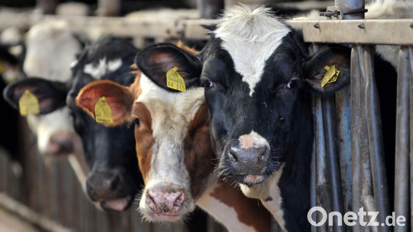Kühe stehen in einem Stall in Bayern. Symbolbild: Carmen Jaspersen/dpa/picture alliance