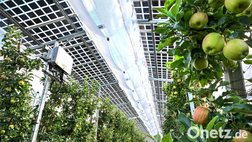 Andreas Mark will eine Agri-Photovoltaik-Anlage bei Ellenfeld bauen. Sein Antrag löste eine Grundsatzdiskussion in Bärnauer Stadtrat über Freiflächen-Photovoltaikanlagen aus. Doch der Beschluss, Solarparks weiterhin konsequent abzulehnen, bleibt bestehen. Bild: Felix Kästle/dpa