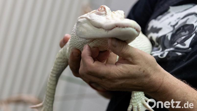 Ein Albino-Alligator liegt in der Reptilien-Auffangstation in den Händen des Stations-Leiters. Bild: Daniel Karmann/dpa/Archivbild
