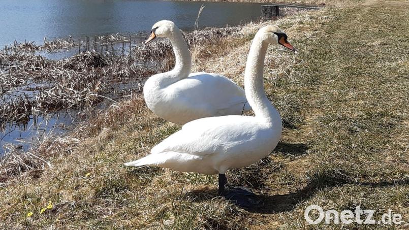Nach Burglengenfeld nun Dachelhofen: Hier wurden drei verendete Schwäne entdeckt. Es besteht der Verdacht auf Vogelgrippe. Bild: Bettina Hoyer/exb