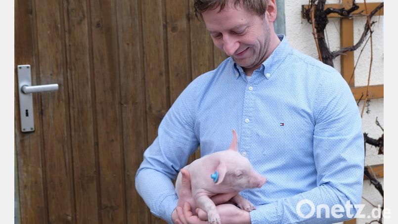 Schweinezüchter Georg Thurn aus Oberbibrach liebt die Arbeit mit seinem &quot;wertvollen Tierbestand&quot;. Allerdings setzen ihm und Kollegen neue Vorschriften und die Preisentwicklung zu. Bild: Dotzauer