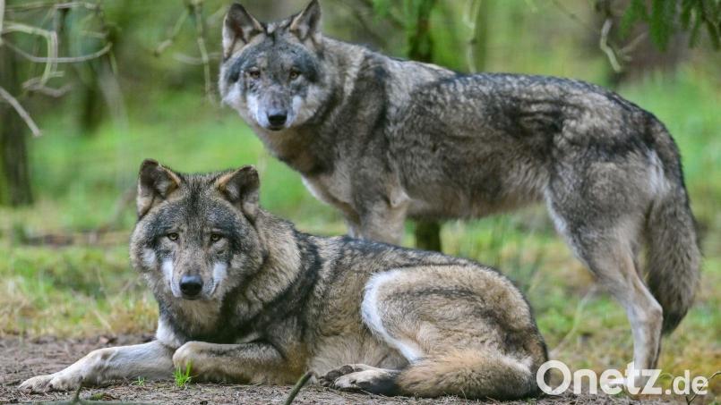19 unterschiedliche Wölfe wurden in Tirol nachgewiesen. Symbolbild: Patrick Pleul/dpa-Zentralbild/dpa