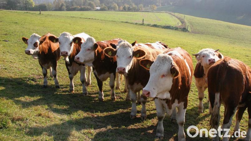 Nur geringfügig hat sich die Zahl der Milchkühe in den vergangen Jahren im Landkreis Neustadt verringert. Symbolbild: Popp