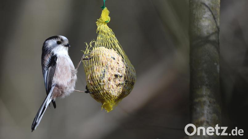 Schwanzmeisen sind eher seltene Gäste in unseren Gärten. Bei der Stunde der Wintervögel im Januar wurden nur acht Exemplare in Weidener Gärten und 18 im Landkreis Neustadt/WN gezählt. Bild: Felix Kästle / dpa