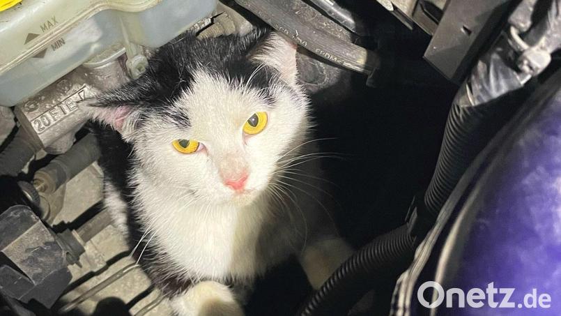 Eine Katze im Motorraum eines Autos hat einen Einsatz der Feuerwehr München ausgelöst. Bild: Berufsfeuerwehr München