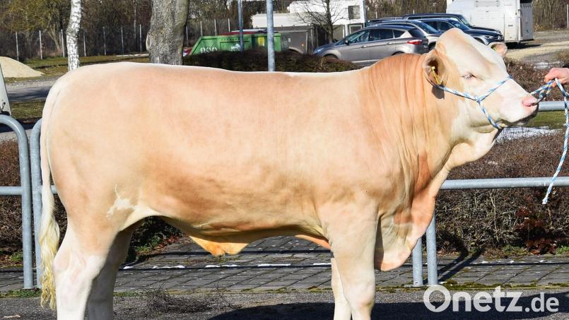 Der Betrieb Wegmann aus Höll im Landkreis Tirschenreuth züchtete diesen „Wintertraum“-Sohn, der zum Prüfeinsatz von der Besamungsstation Greifenberg erworben wurde. Bild: RZO/exb