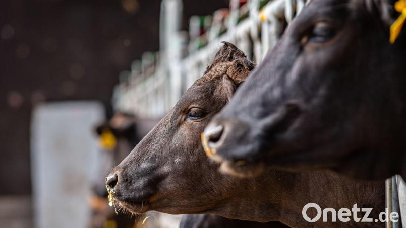 Der Green Deal der EU könnte erhebliche Auswirkungen auf Landwirtschaft und Verbraucher haben. Die Preise für Rindfleisch könnten um bis zu 50 Prozent steigen, die Preise für Milch bis zu 30 Prozent. Symbolbild: Guido Kirchner/dpa