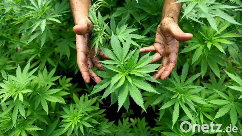 Weil er rund 1,2 Kilogramm Marihuana (Symbolbild) in seiner Wohnung angebaut hatte, musste sich ein 25-Jähriger vor dem Schwandorfer Schöffengericht verantworten. Symbolbild: ABIR SULTAN/dpa