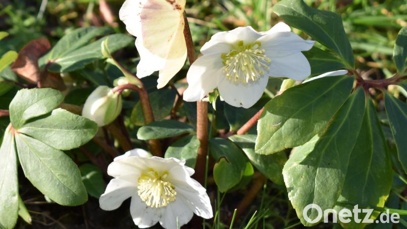 Die Christrose ist auch bei niedrigen Temperaturen widerstandsfähig. Bild: rgr