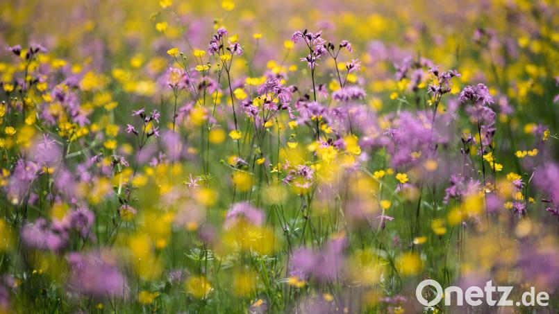 Bei der Wiesenmeisterschaft werden artenreiche Flächen wie diese gesucht und ausgezeichnet. Symbolbild: Sven Hoppe/dpa