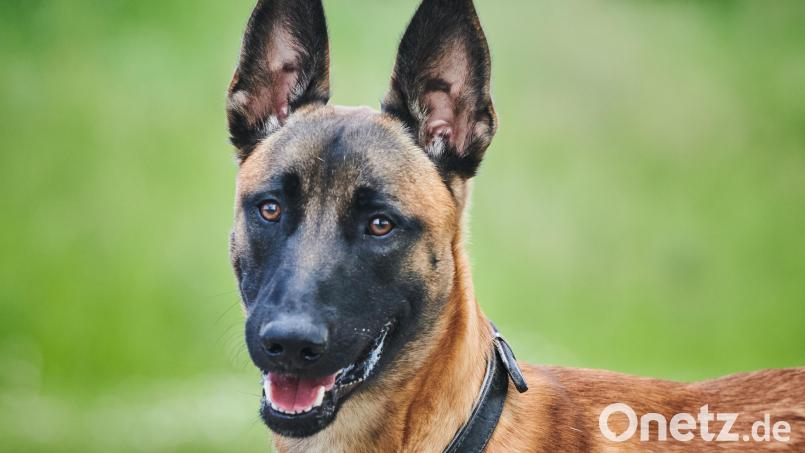 &quot;Pepsi&quot; war ein belgischer Schäferhund, wie hier im Bild zu sehen. Symbolbild: Annette Riedl