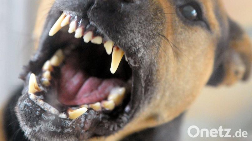 Im Januar wurde ein Mann beim Holzmachen von einem frei laufenden Hund in Nabburg gebissen. Der Mann wurde im Gesicht und an einer Hand verletzt. Am vergangenen Mittwoch hetzte ein Hund ein Reg zu Tode. Symbolbild: Soeren Stache/dpa